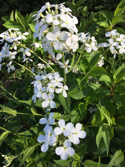 Hesperis matronalis Mioulane NewsJardinTV Jardimiou IMG 5031