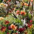 Massif ete Mioulane NewsJardinTV Jardimiou NPM 719513554