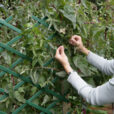 Palissage Treillage Mioulane NewsJardinTV Jardimiou XY7S8830