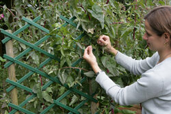 Palissage Treillage Mioulane NewsJardinTV Jardimiou XY7S8830