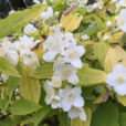 Philadelphus coronarius Aureus Mioulane NewsJardinTV Jardimiou IMG 5077
