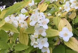 Philadelphus coronarius Aureus Mioulane NewsJardinTV Jardimiou IMG 5077