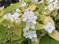 Philadelphus coronarius Aureus Mioulane NewsJardinTV Jardimiou IMG 5077
