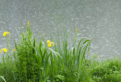 Pluie Iris Mioulane NewsJardinTV Jardimiou NPM 2307512989