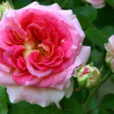 Rose Cesar Mioulane NewsjardinTV Jardimiou 652325874