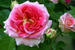 Rose Cesar Mioulane NewsjardinTV Jardimiou 652325874