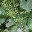 Vigne Fleur Mioulane NewsJardinTV Jardimiou NPM 84965140