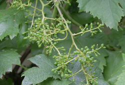 Vigne Fleur Mioulane NewsJardinTV Jardimiou NPM 84965140