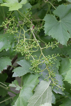 Vigne Fleur Mioulane NewsJardinTV Jardimiou NPM 84965140