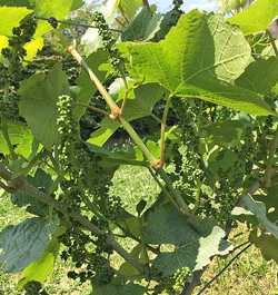 Vigne Grappes Mioulane NewsJardinTV Jardimiou 4545871