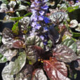 Ajuga Black Scallop Flora