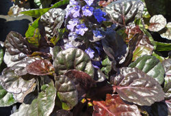 Ajuga Black Scallop Flora