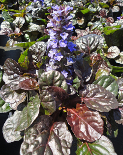 Ajuga Black Scallop Flora