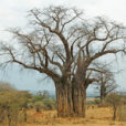 Baobab Mioulane NewsJardinTV Jardimiou NPM 2307510533