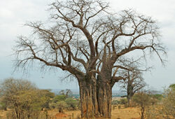 Baobab Mioulane NewsJardinTV Jardimiou NPM 2307510533