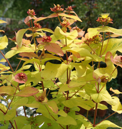 Hypericum Golden Beacon Mioulane NewsJardinTV Jardimiou NPM 84947189