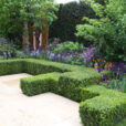 Jardin Buis Bordure Mioulane NewsJardinTV Jardimiou 9N7B1093