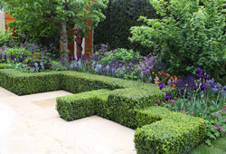 Jardin Buis Bordure Mioulane NewsJardinTV Jardimiou 9N7B1093