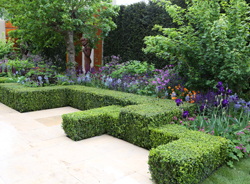 Jardin Buis Bordure Mioulane NewsJardinTV Jardimiou 9N7B1093