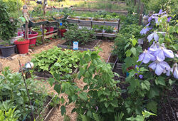 Jardin Potager FamiliasMioulane NewsJardinTV Jardimiou IMG 5199