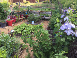 Jardin Potager FamiliasMioulane NewsJardinTV Jardimiou IMG 5199