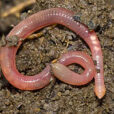 Lombric Fauna