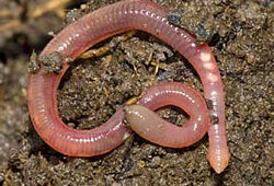 Lombric Fauna