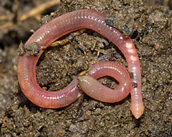 Lombric Fauna