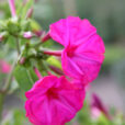 Mirabilis jalapa Mioulane NewsJardinTV Jardimiou XY7S1957
