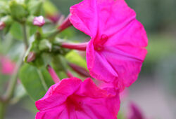 Mirabilis jalapa Mioulane NewsJardinTV Jardimiou XY7S1957