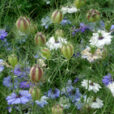 Nigella sativa Mioulane NewsJardinTV NPM 2707524464