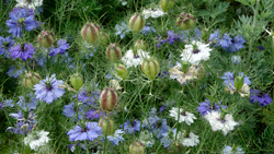 Nigella sativa Mioulane NewsJardinTV NPM 2707524464