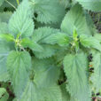 Ortie Urtica dioica Mioulane NewsJardinTV Jardimiou IMG 5226