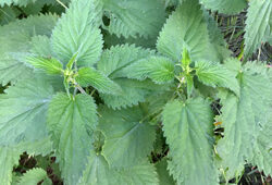 Ortie Urtica dioica Mioulane NewsJardinTV Jardimiou IMG 5226