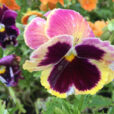 Pensee Mioulane NewsJardinTV Jardimiou IMG 5405