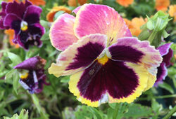 Pensee Mioulane NewsJardinTV Jardimiou IMG 5405