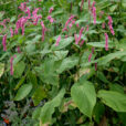 Persicaria amplexicaulis Mioulane NewsJardinTV Jardimiou NPM 850336034