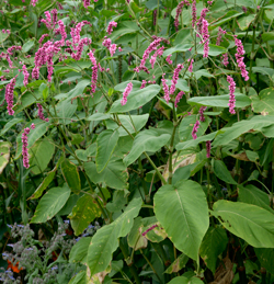 Persicaria amplexicaulis Mioulane NewsJardinTV Jardimiou NPM 850336034