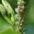Pucerons verts Rosier Mioulane NewsJardinTV Jardimiou NPM 719516613
