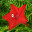 Quamoclit coccinea Flora