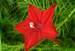 Quamoclit coccinea Flora
