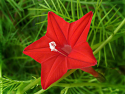 La fleur de quamoclit (Ipomoea cholulensis). ©Flora Quamoclit coccinea Flora