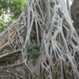 Racines Ficus rumphii Mioulane NewsJardinTV Jardimiou NPM 84964148