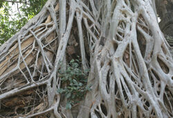 Racines Ficus rumphii Mioulane NewsJardinTV Jardimiou NPM 84964148