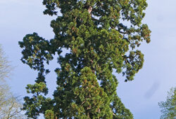 Sequoiadendron MioulaneNewsJardinTV NPM 2607528111