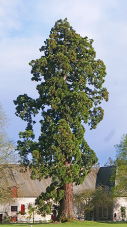 Sequoiadendron MioulaneNewsJardinTV NPM 2607528111