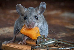 Souris Piege