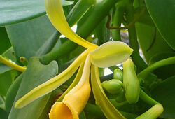 Vanilla planifolia Flora