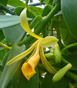 Vanilla planifolia Flora