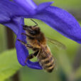 Abeille Sauge Mioulane NewsJardinTV Jardimiou NPM 914377650